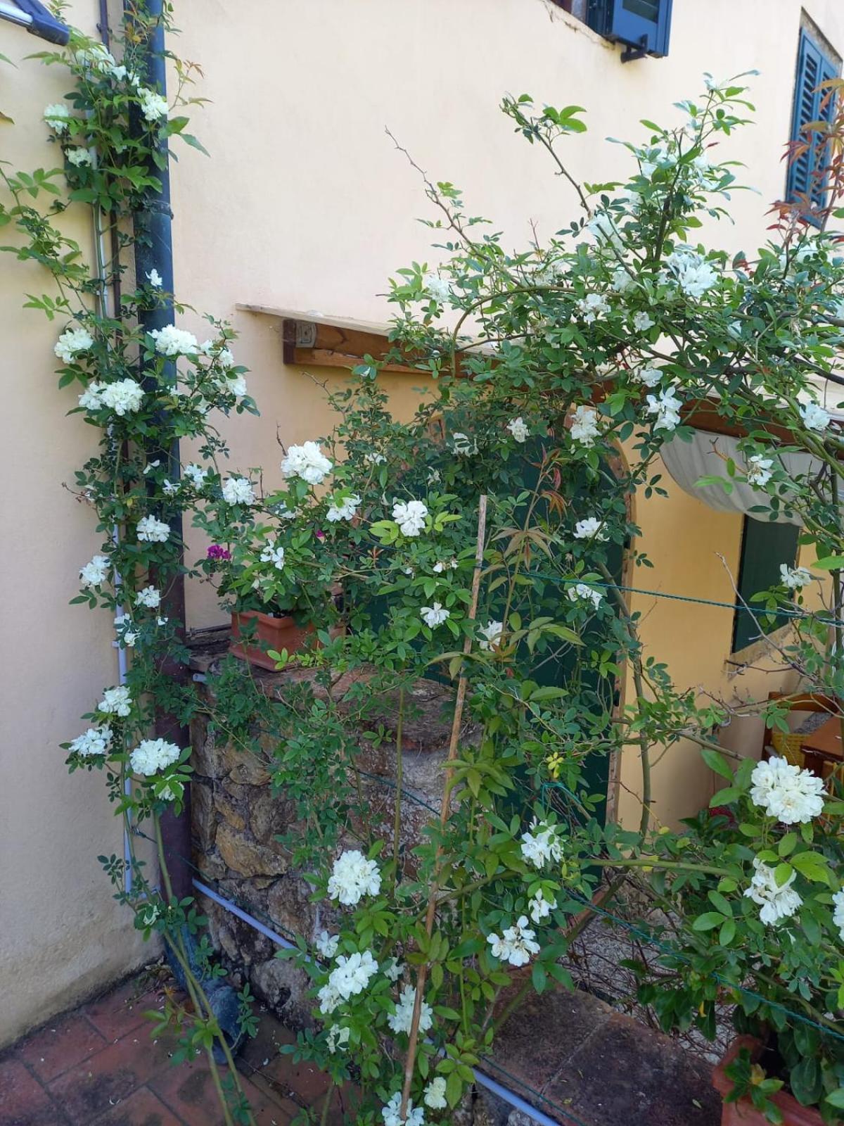 La Bellana Apartment Guardistallo Exterior photo
